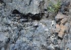 Rotskruiper (Wallcreeper) (Tichodroma muraria) - Yolin Am 22-08-2016 (3)